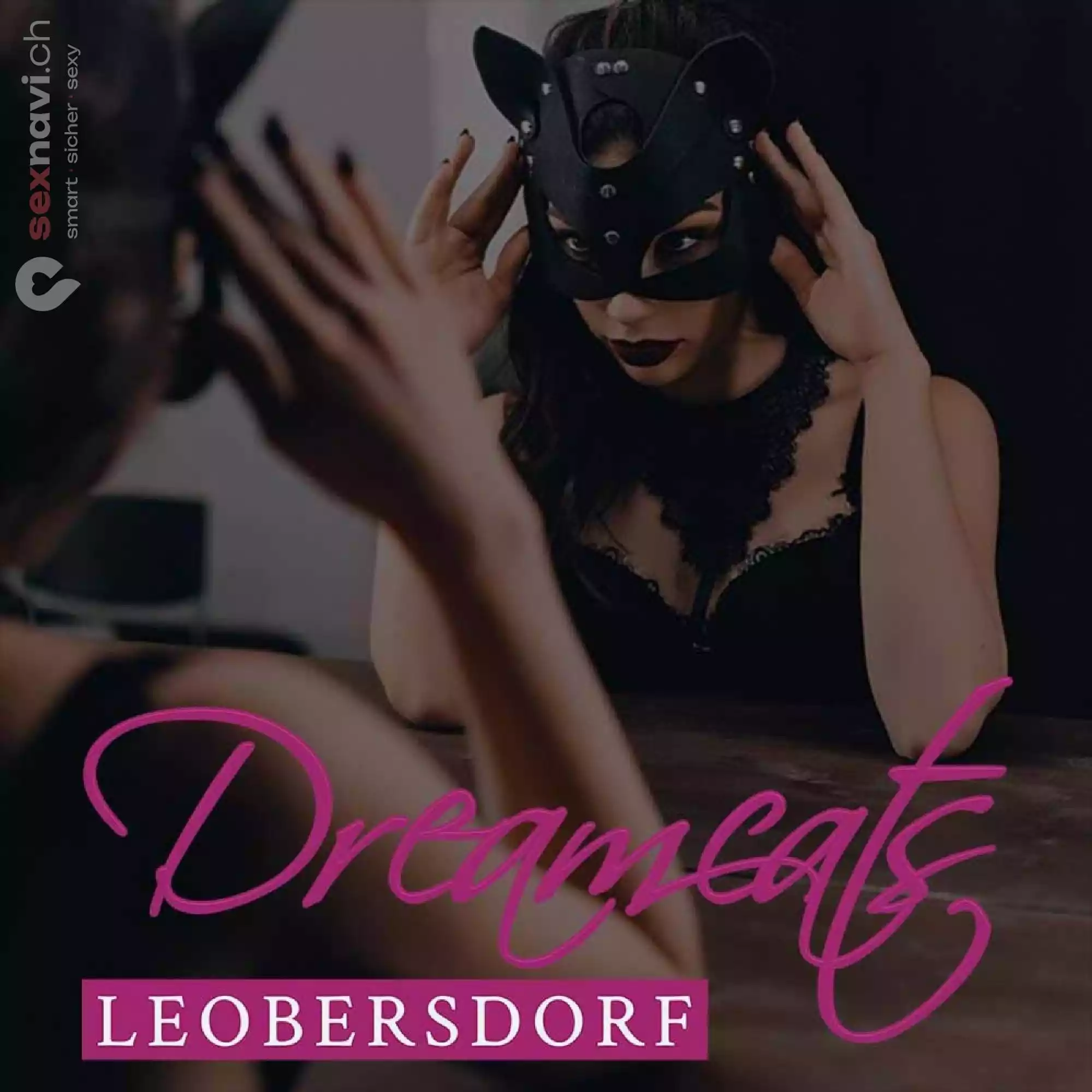 Dream Cats Dream Cats Niederösterreich